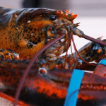USA Seafood Watch Alert on Lobster - Image: Shutterstock